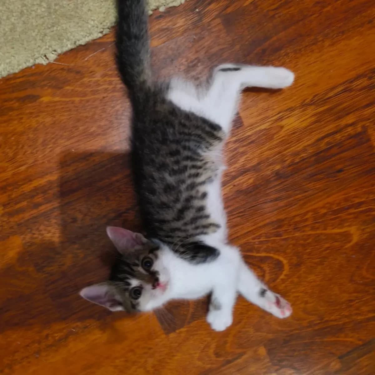 Matiss, Mixed Breed for adoption at Felisicat