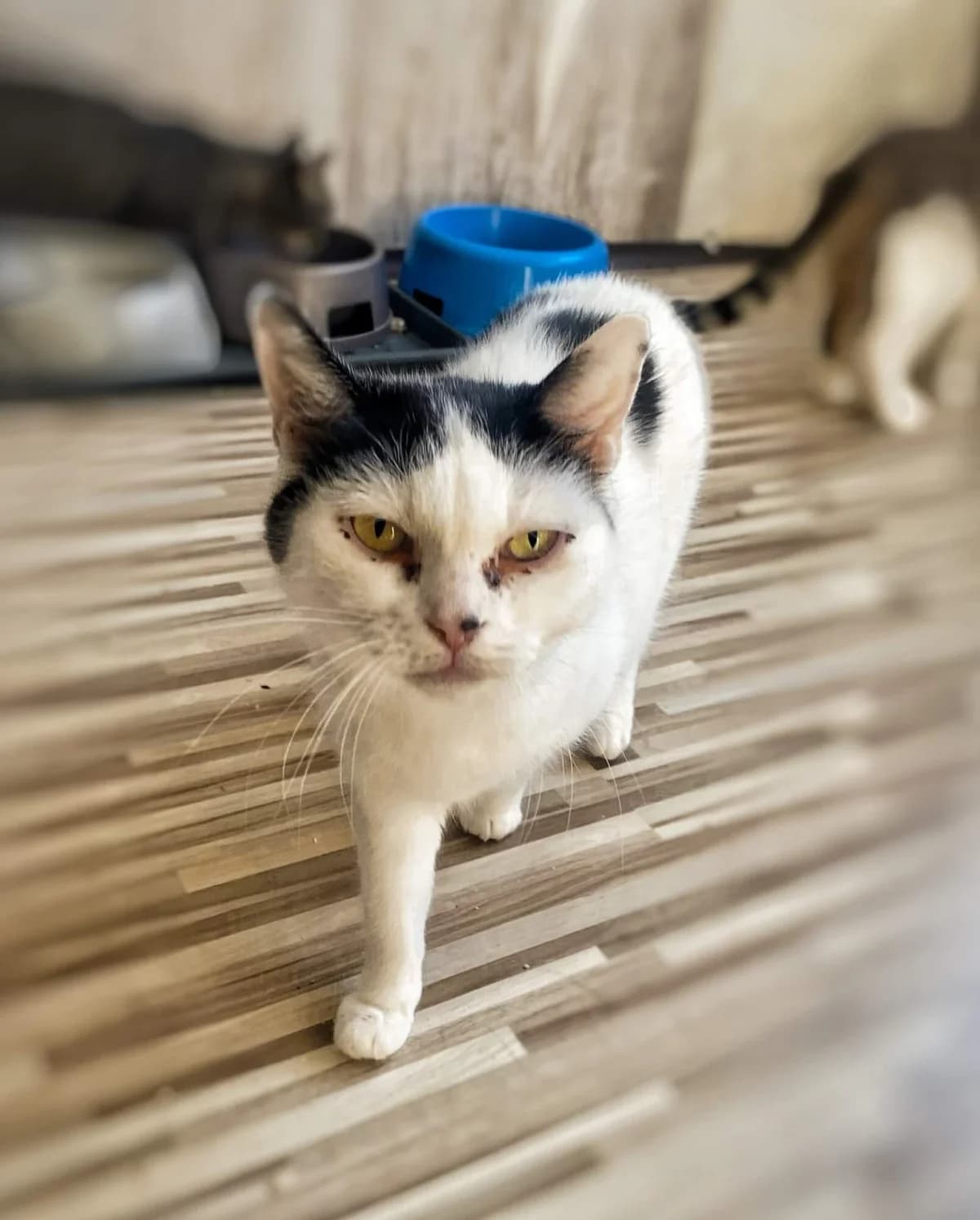 Callisia, female 5yo Mixed Breed for adoption at Felisicat