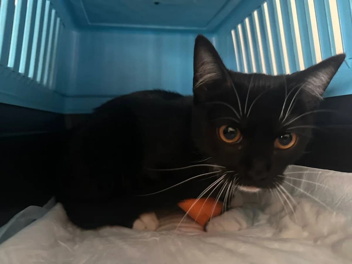 Constance, female young Mixed Breed for adoption at Felisicat