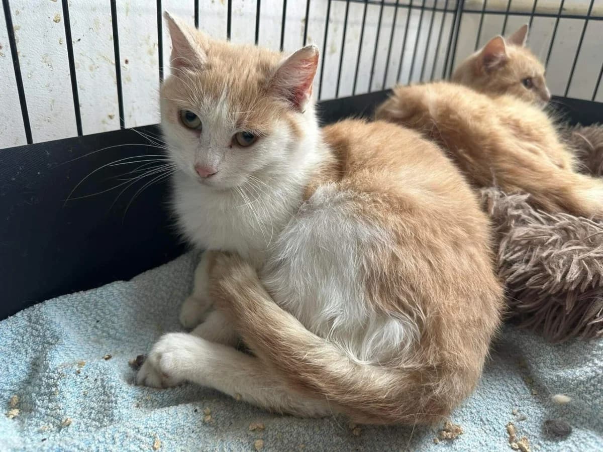 Dáda, female 6yo Mixed Breed for adoption at Felisicat