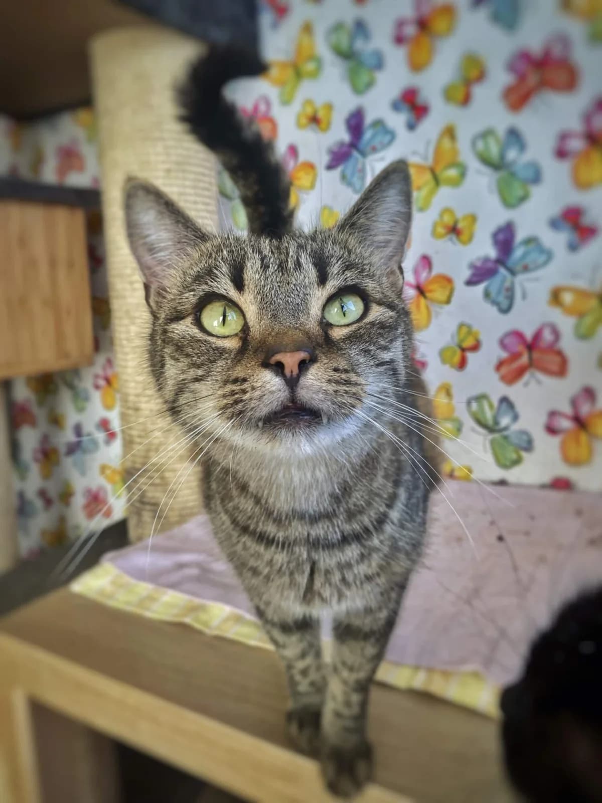 Děčík Salem, male Mixed Breed for adoption at Felisicat