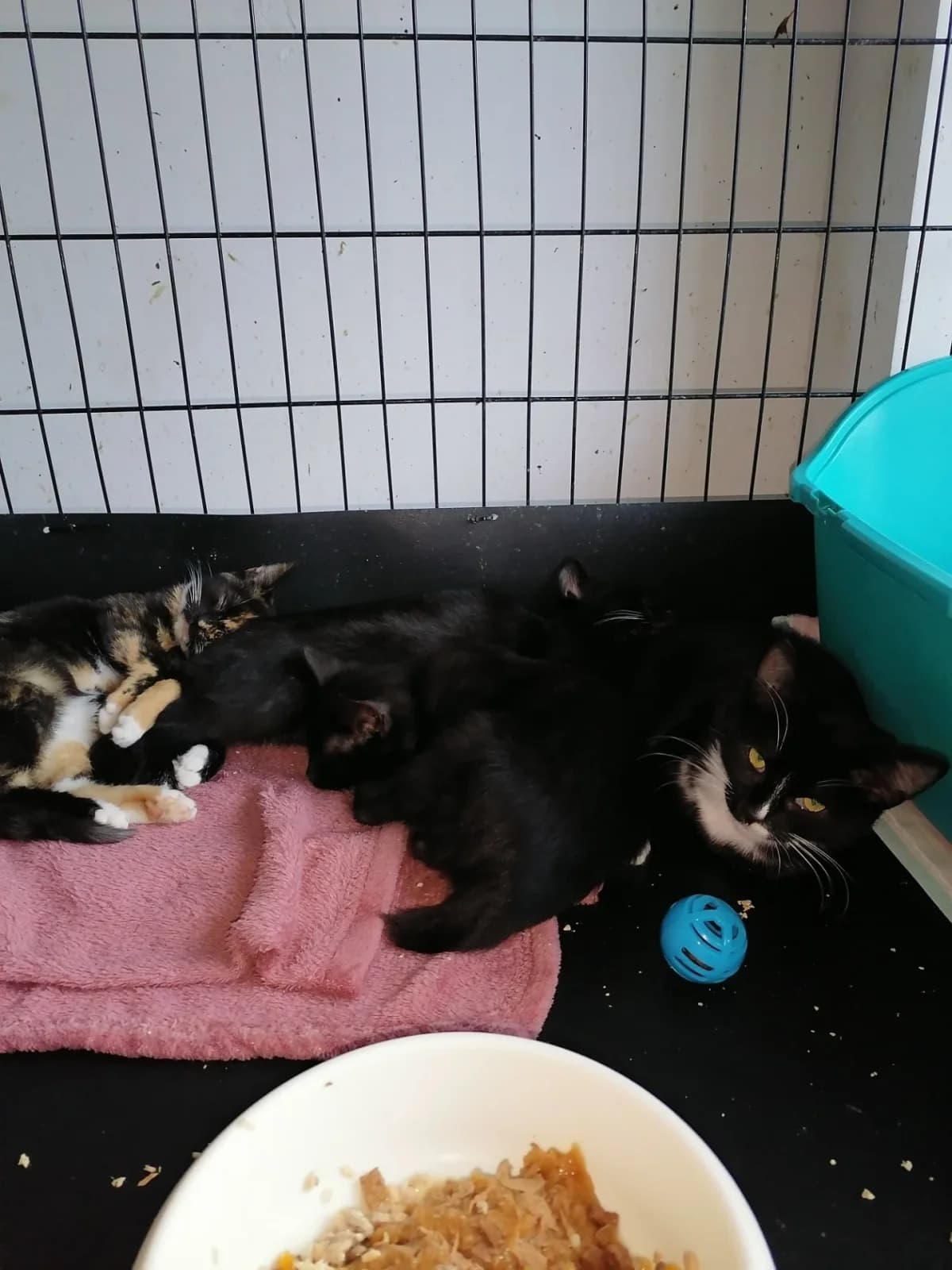 Saki, Carsie, young Mixed Breed for adoption at Felisicat