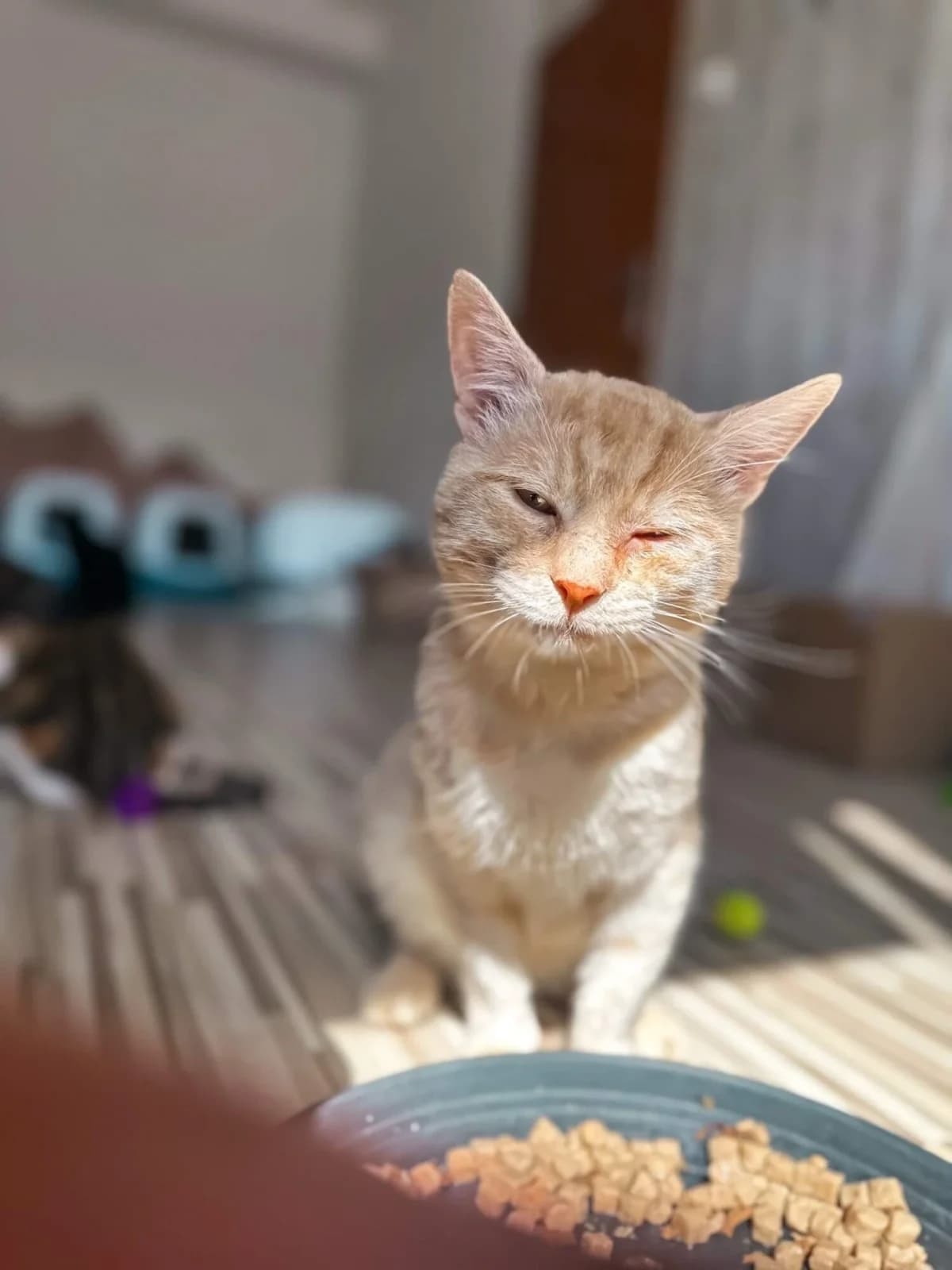 Dráček, male Mixed Breed for adoption at Felisicat