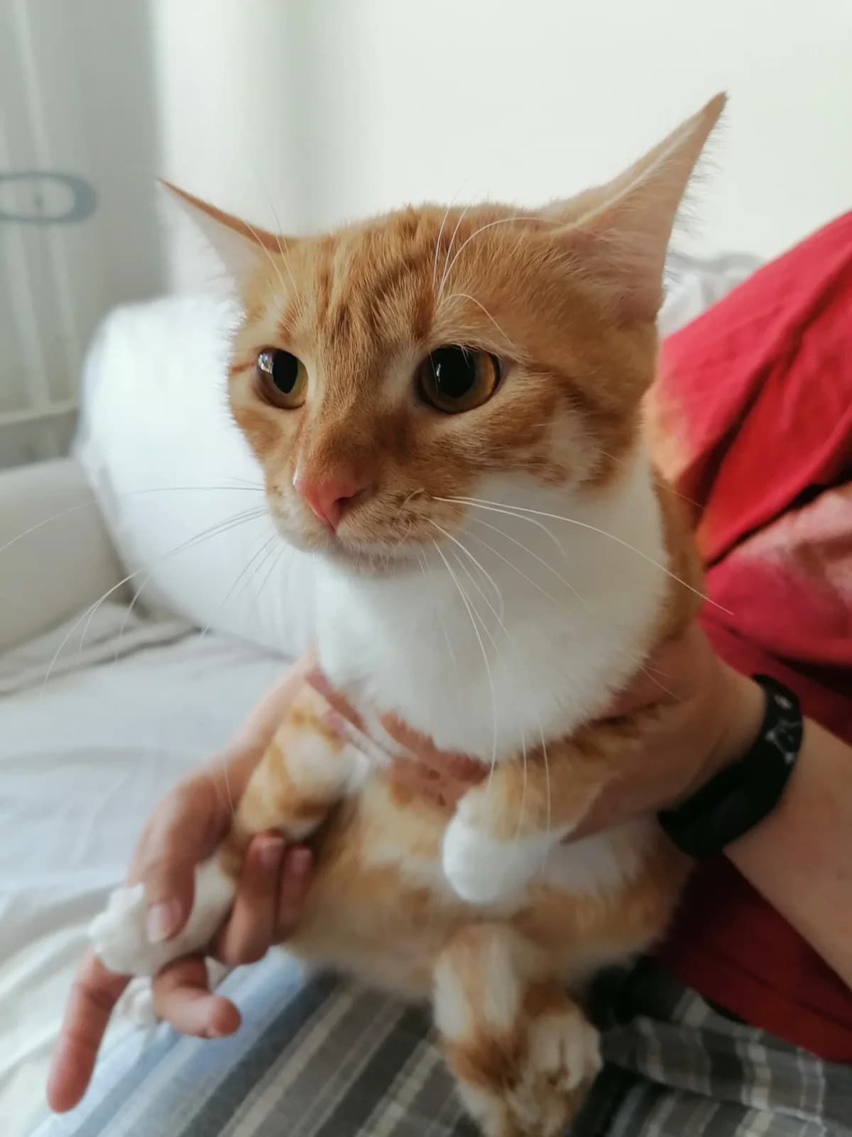 Elisabeth, female 5yo Mixed Breed for adoption at Felisicat