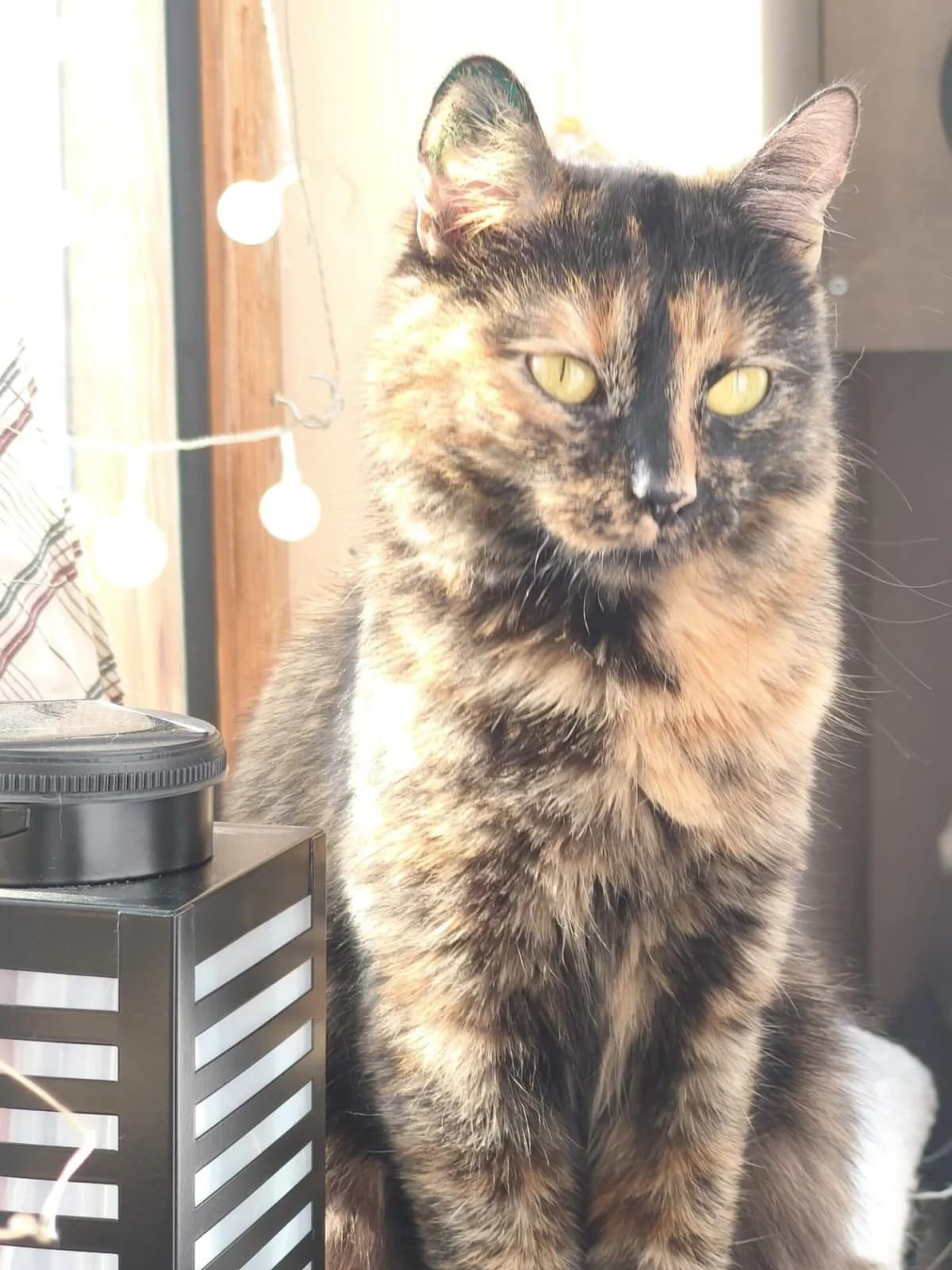 Elisabeth, female 5yo Mixed Breed for adoption at Felisicat