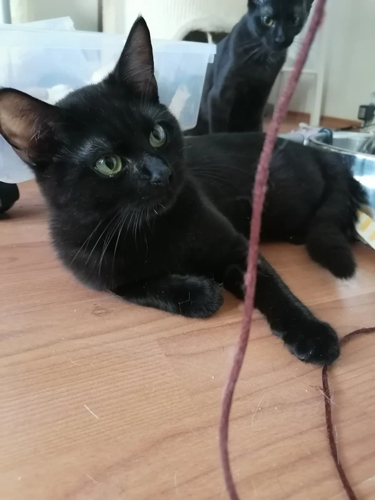 Elliot William, male young Mixed Breed for adoption at Felisicat