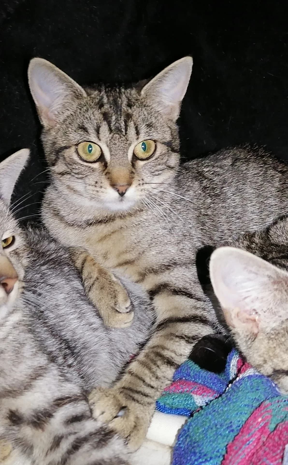 Esmé, female Mixed Breed for adoption at Felisicat