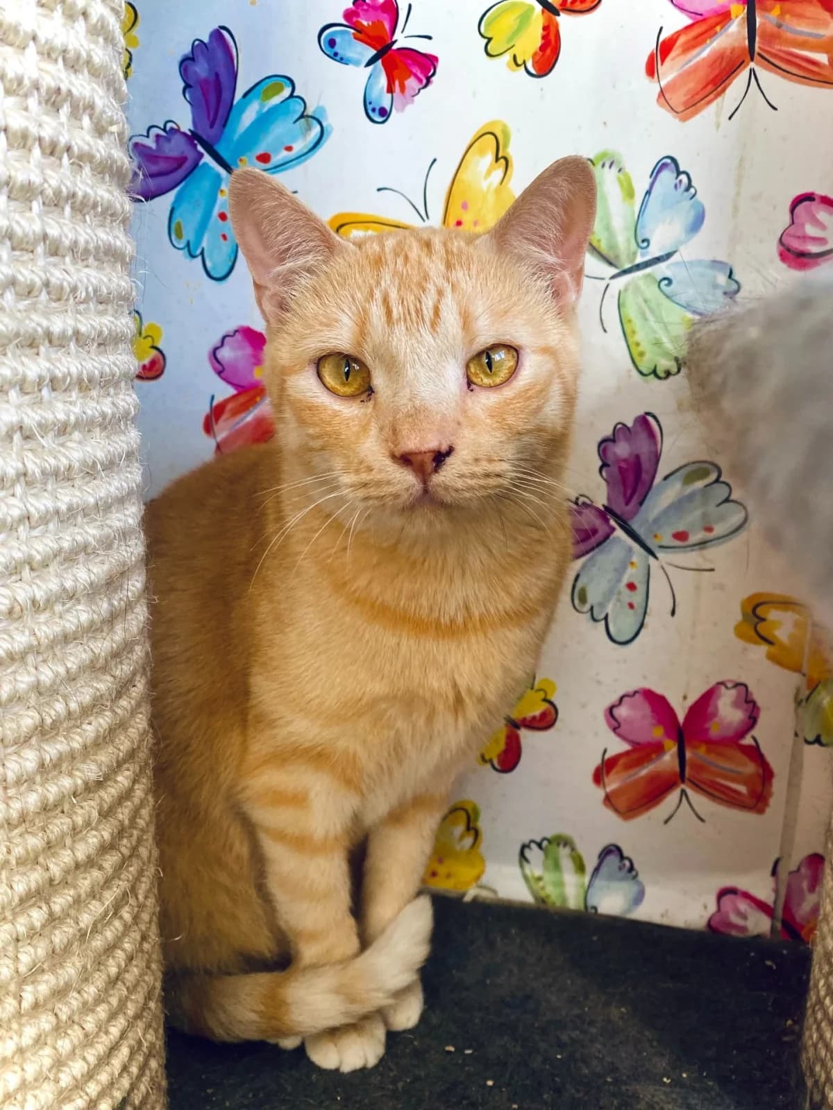 Fluffy, male Mixed Breed for adoption at Felisicat