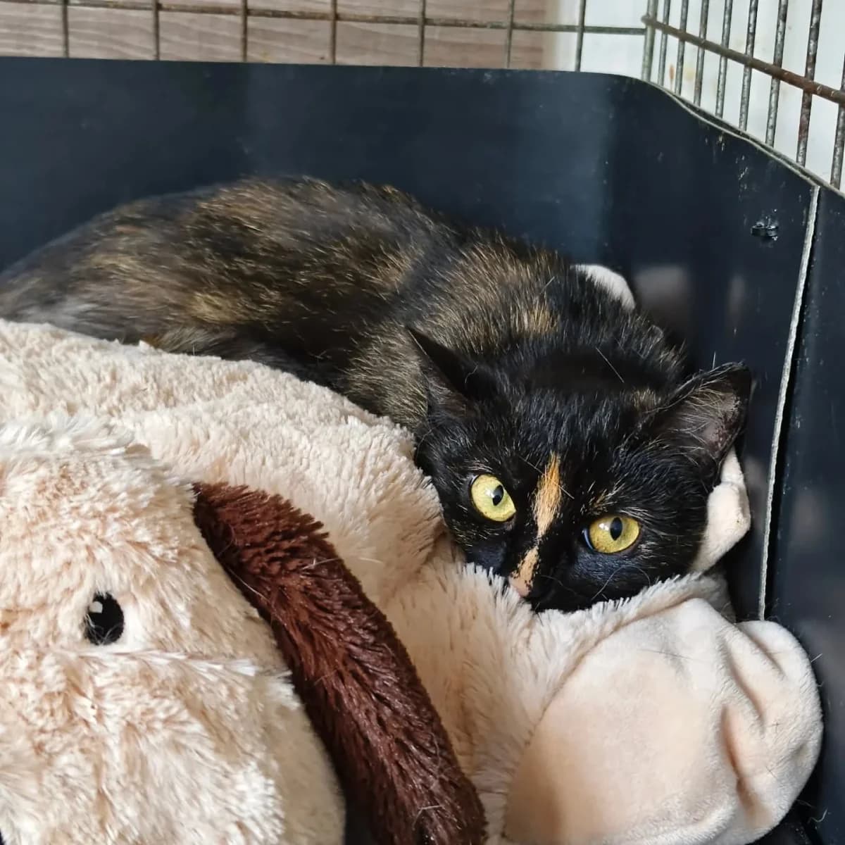 Gresa, female 4yo Mixed Breed for adoption at Felisicat