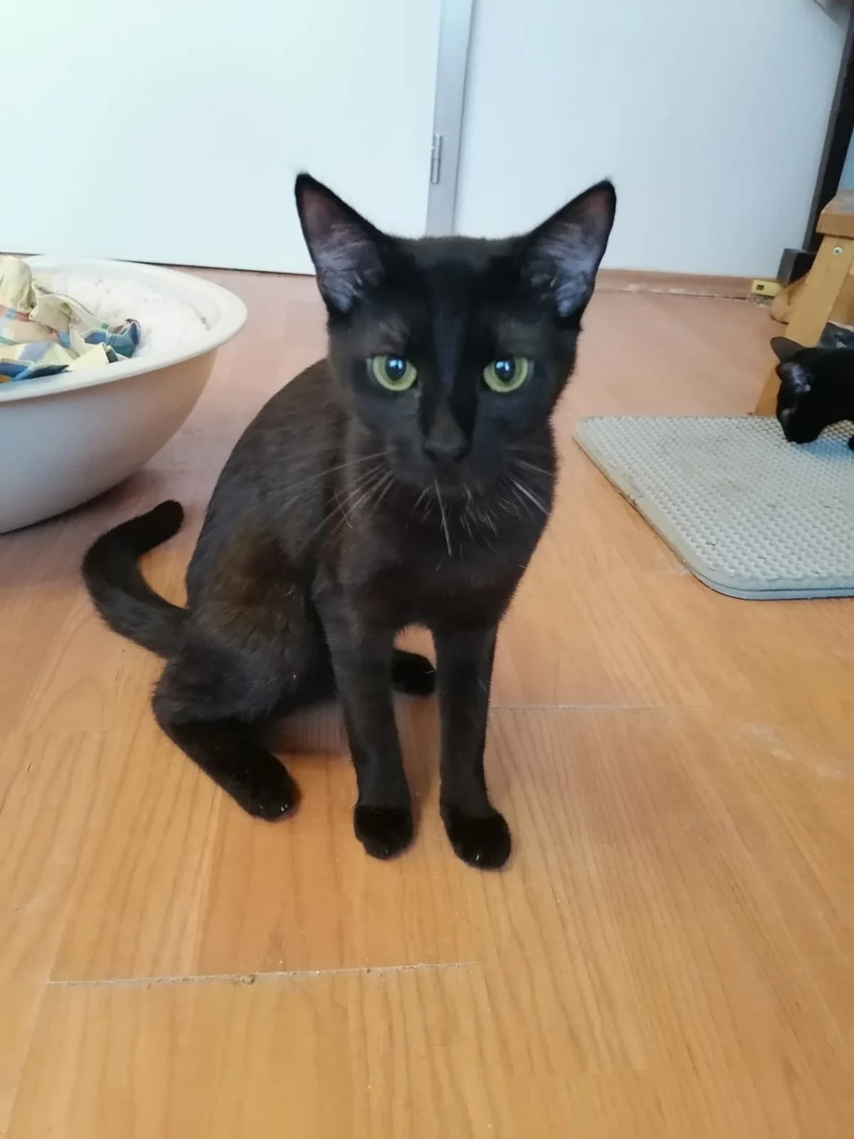Guliver, male 4yo Mixed Breed for adoption at Felisicat