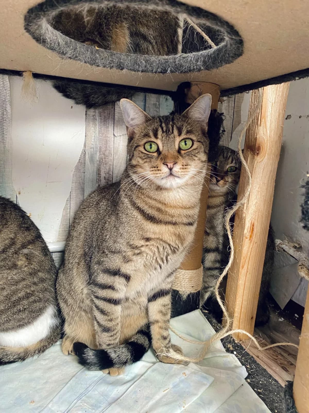 Jasper, male young Mixed Breed for adoption at Felisicat