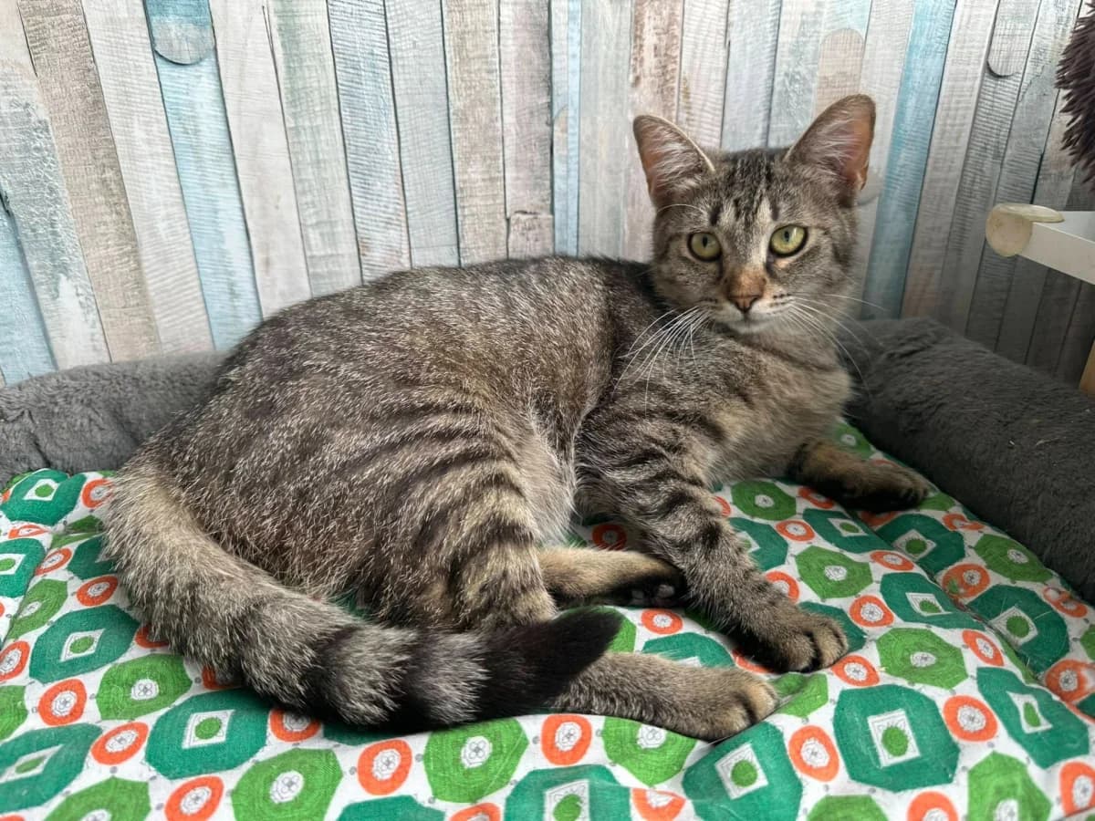 Kapu, female senior Mixed Breed for adoption at Felisicat
