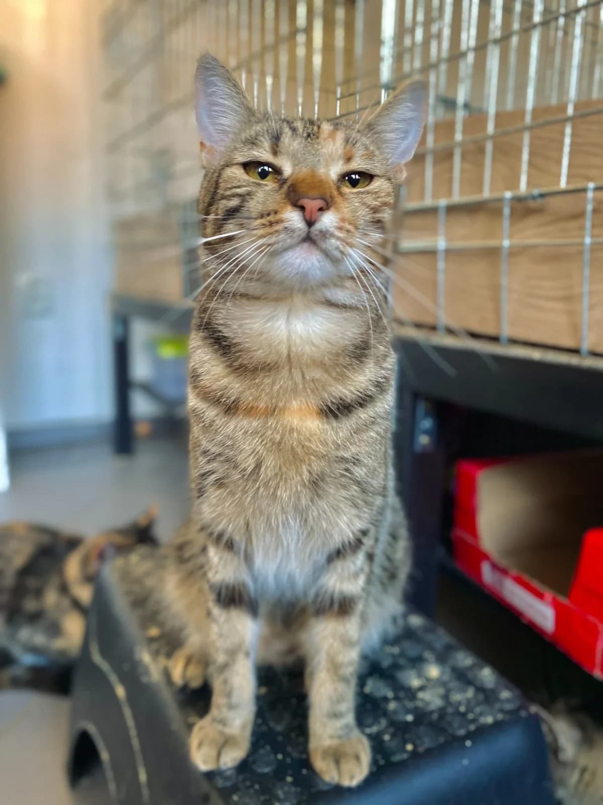 Karisha, female 3yo Mixed Breed for adoption at Felisicat