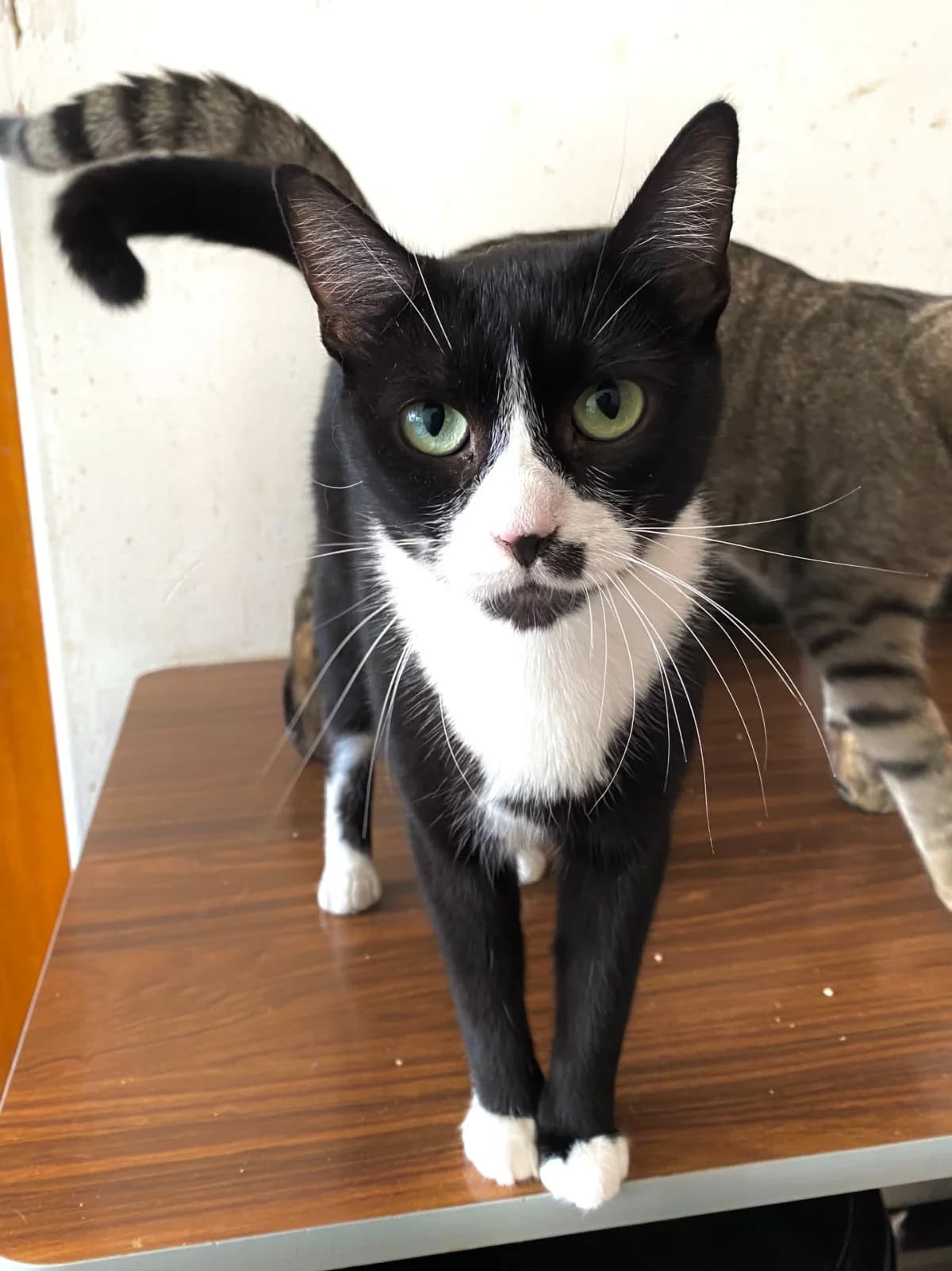 Katana, female young Mixed Breed for adoption at Felisicat