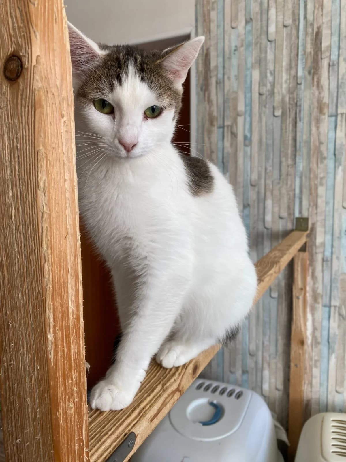 Kohlie, female 5yo Mixed Breed for adoption at Felisicat