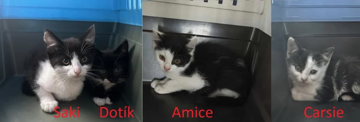 Kokos, young Mixed Breed for adoption at Felisicat