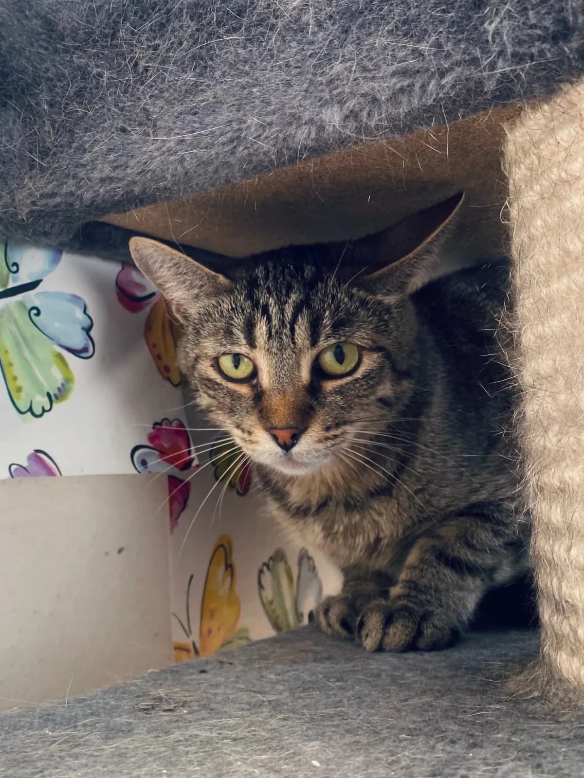 Litěnka, female 4yo Mixed Breed for adoption at Felisicat
