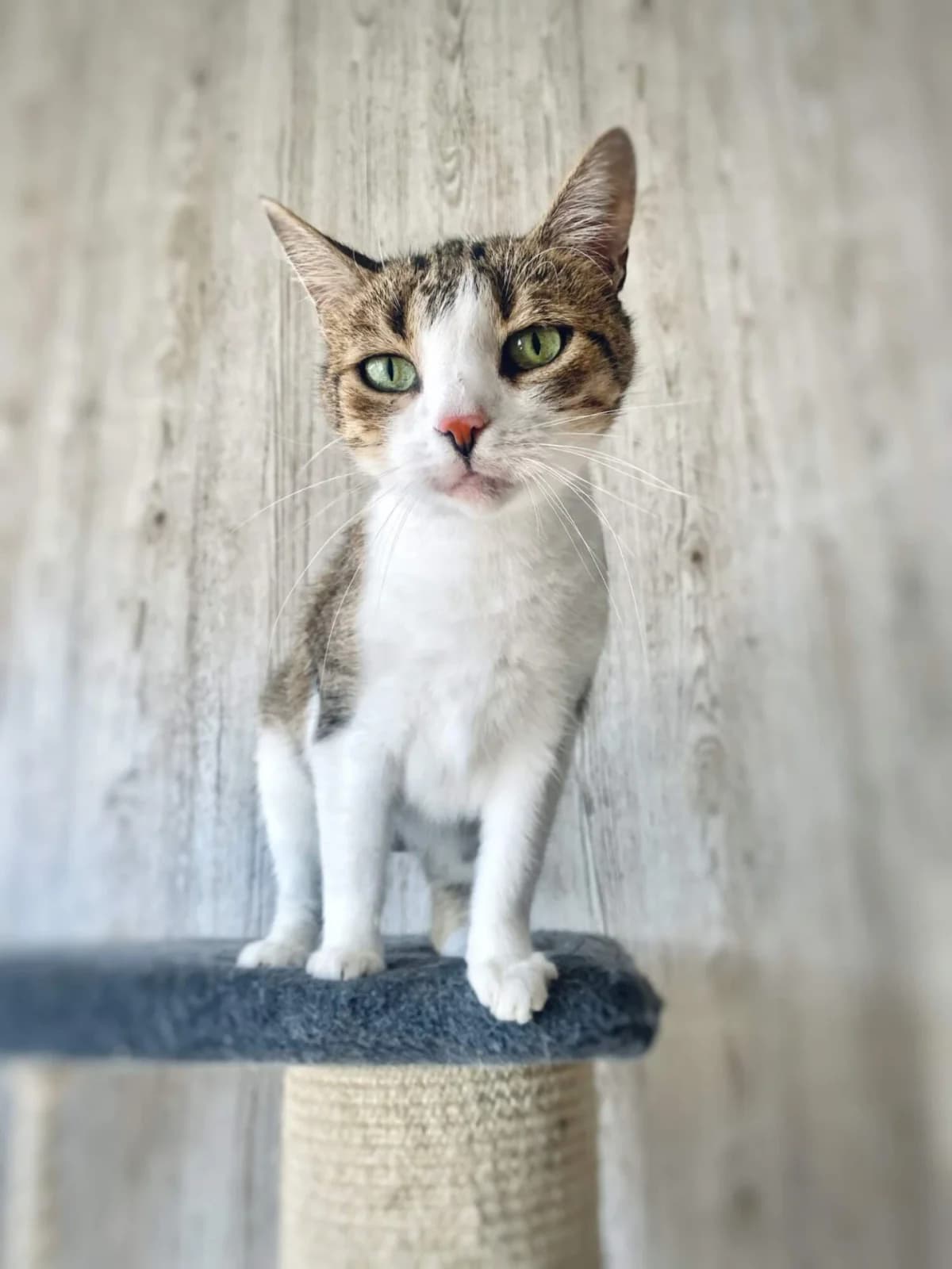 Lola, female 4yo Mixed Breed for adoption at Felisicat