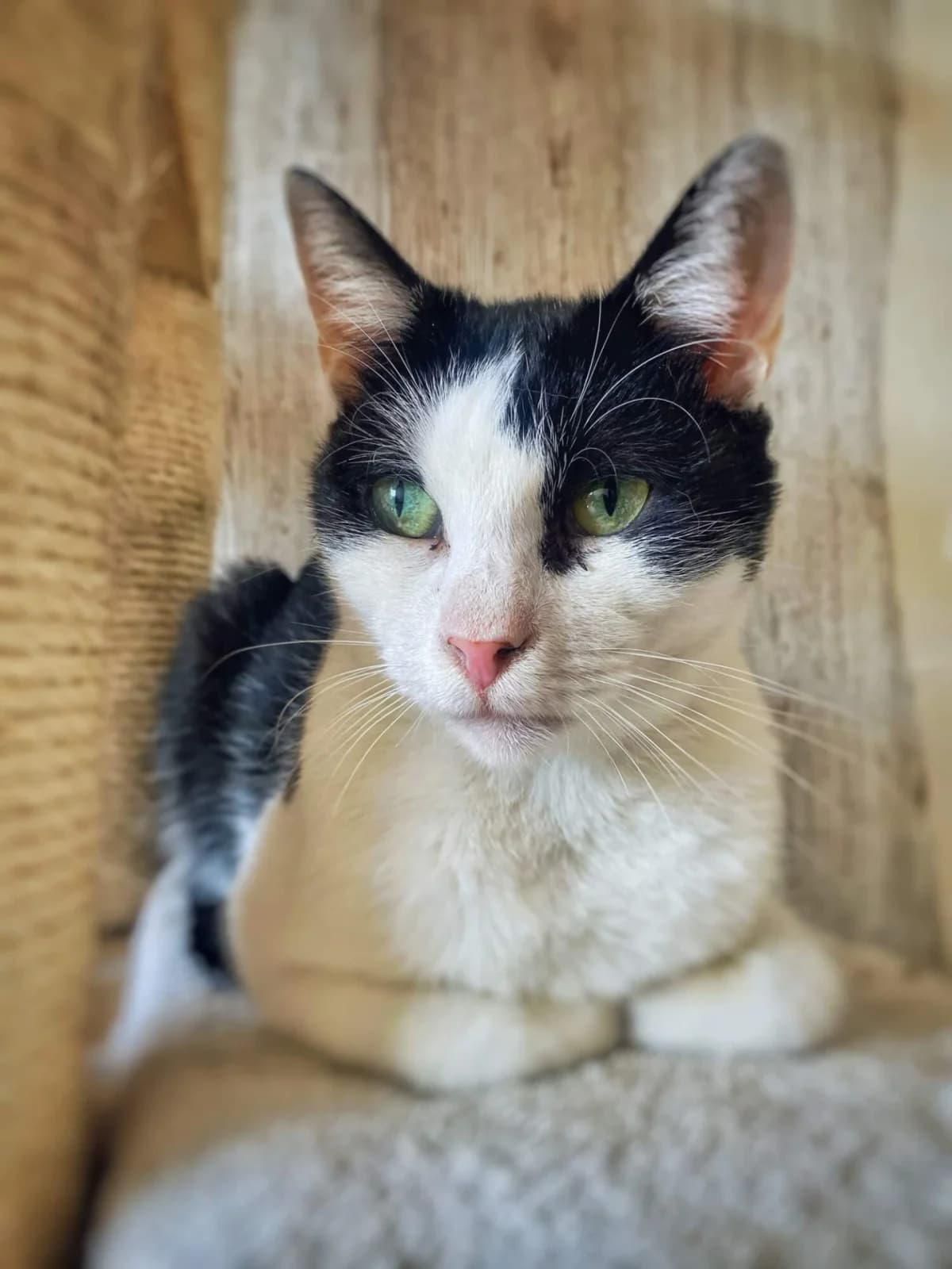 Maoro, male 6yo Mixed Breed for adoption at Felisicat