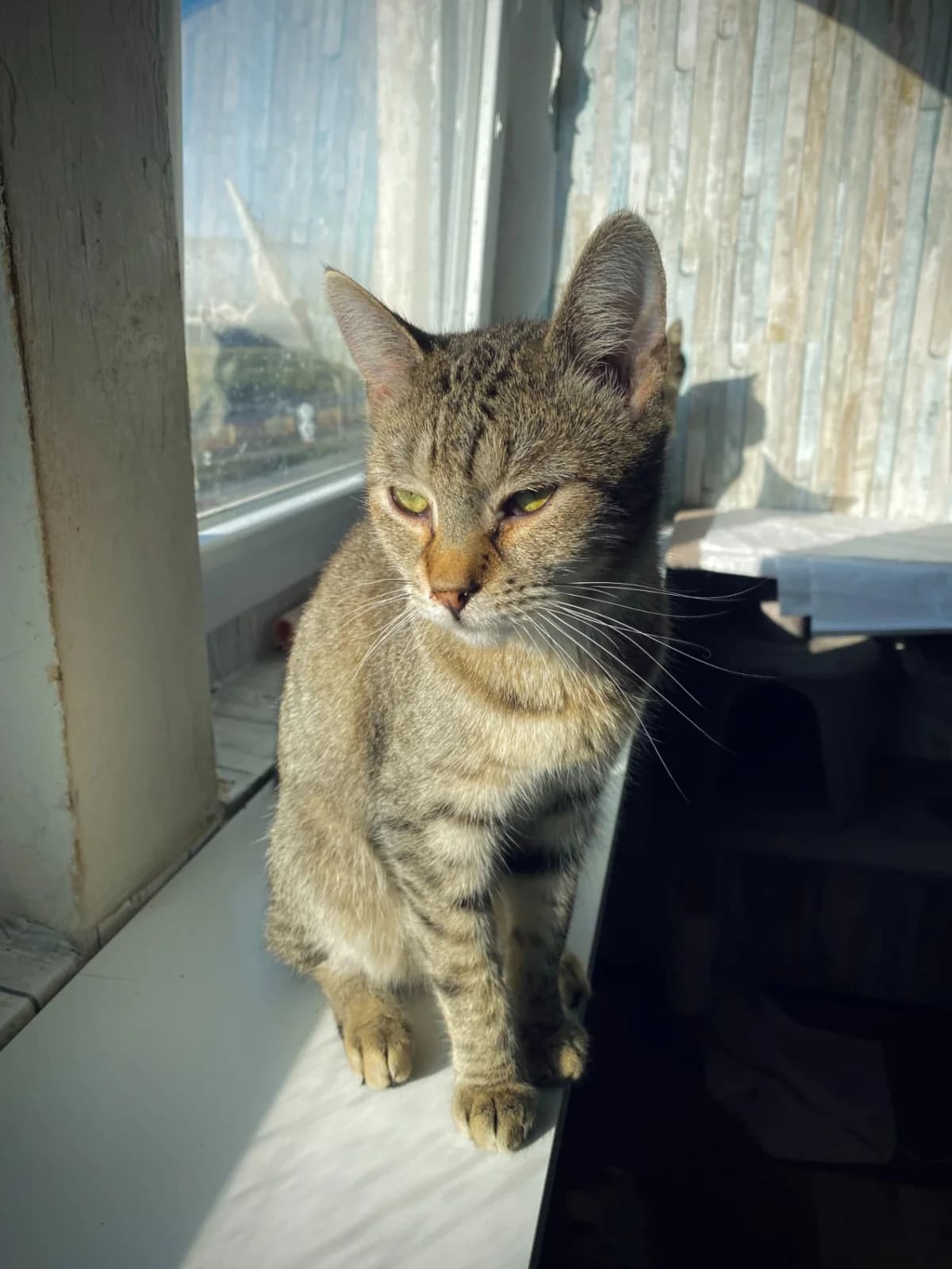 Mojšík, male young Mixed Breed for adoption at Felisicat