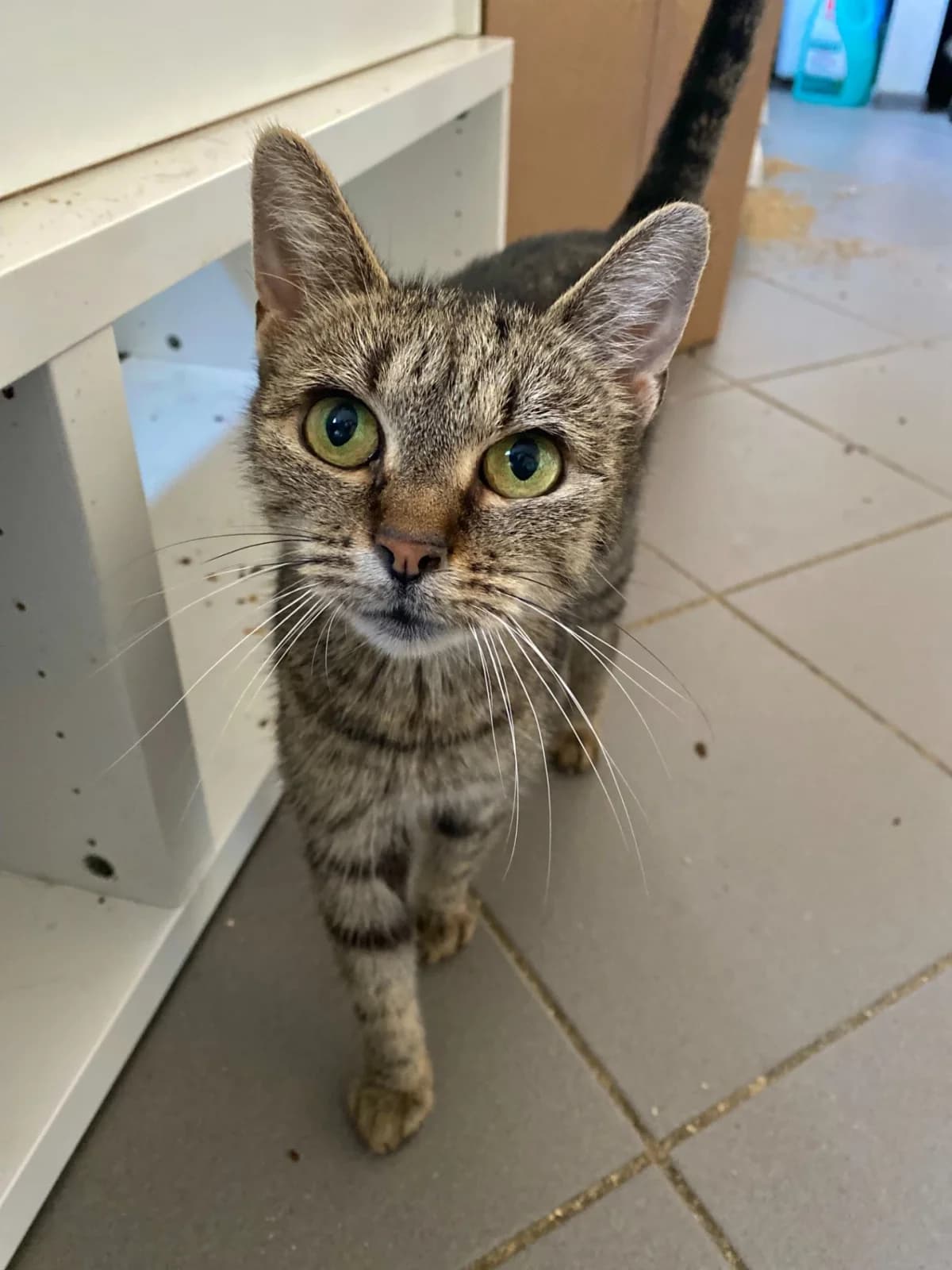 Neriah, female 3yo Mixed Breed for adoption at Felisicat