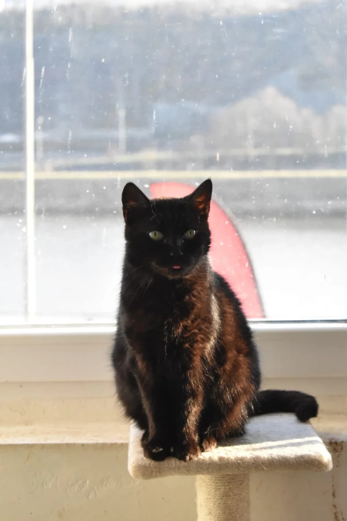 Nikoleta, female 7yo Mixed Breed for adoption at Felisicat