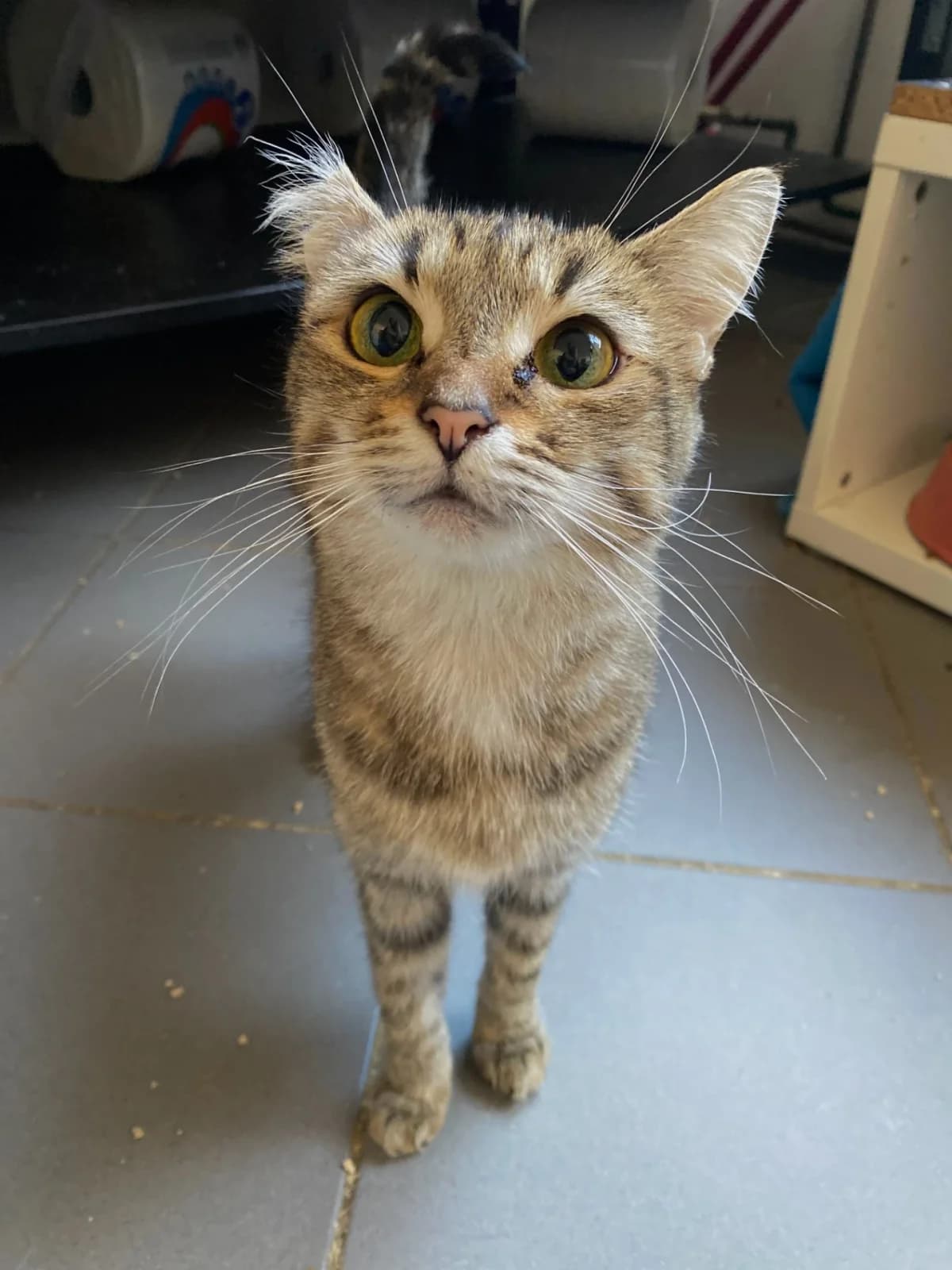 Ralica, female 4yo Mixed Breed for adoption at Felisicat