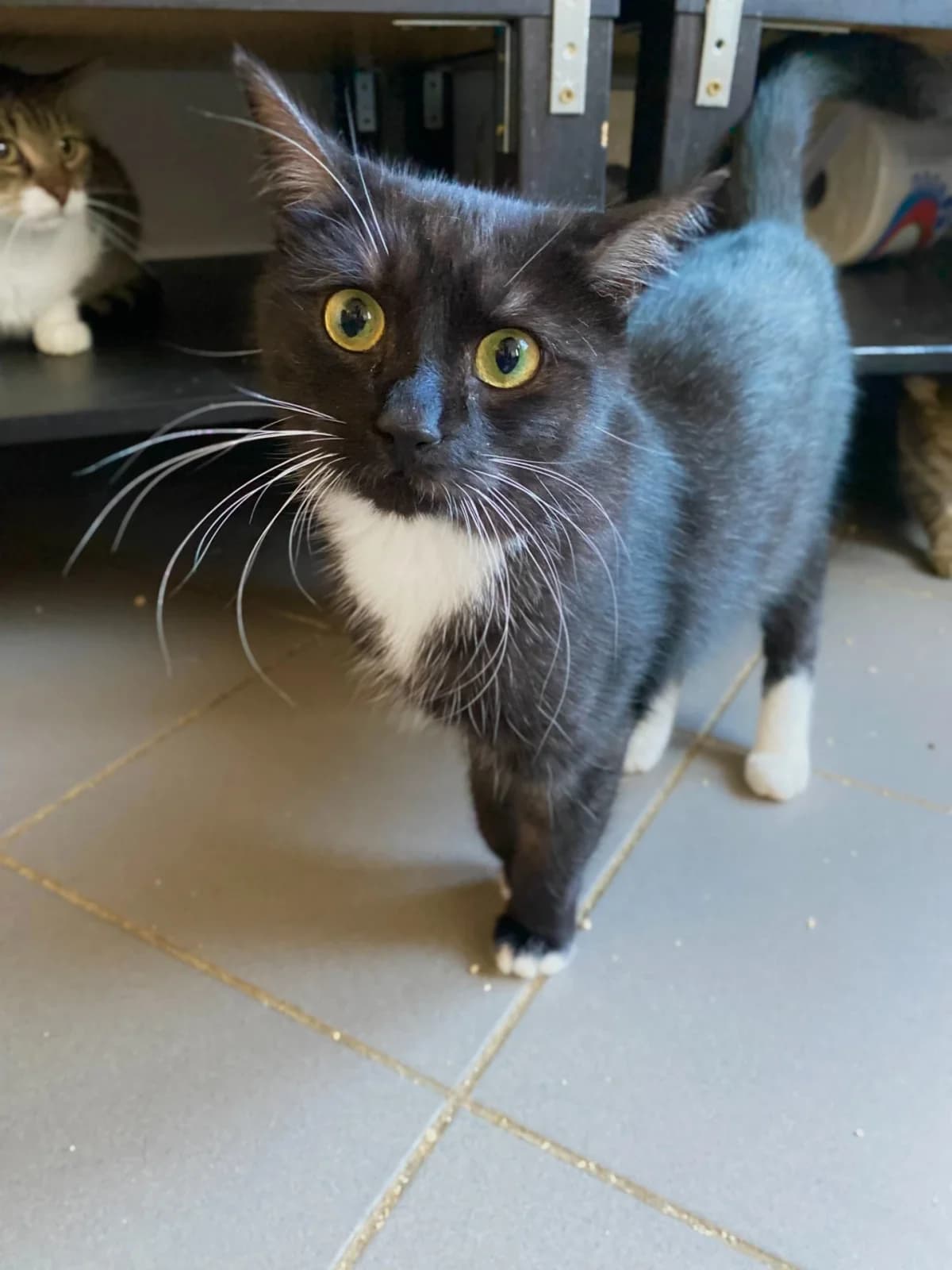 Risto, male young Mixed Breed for adoption at Felisicat