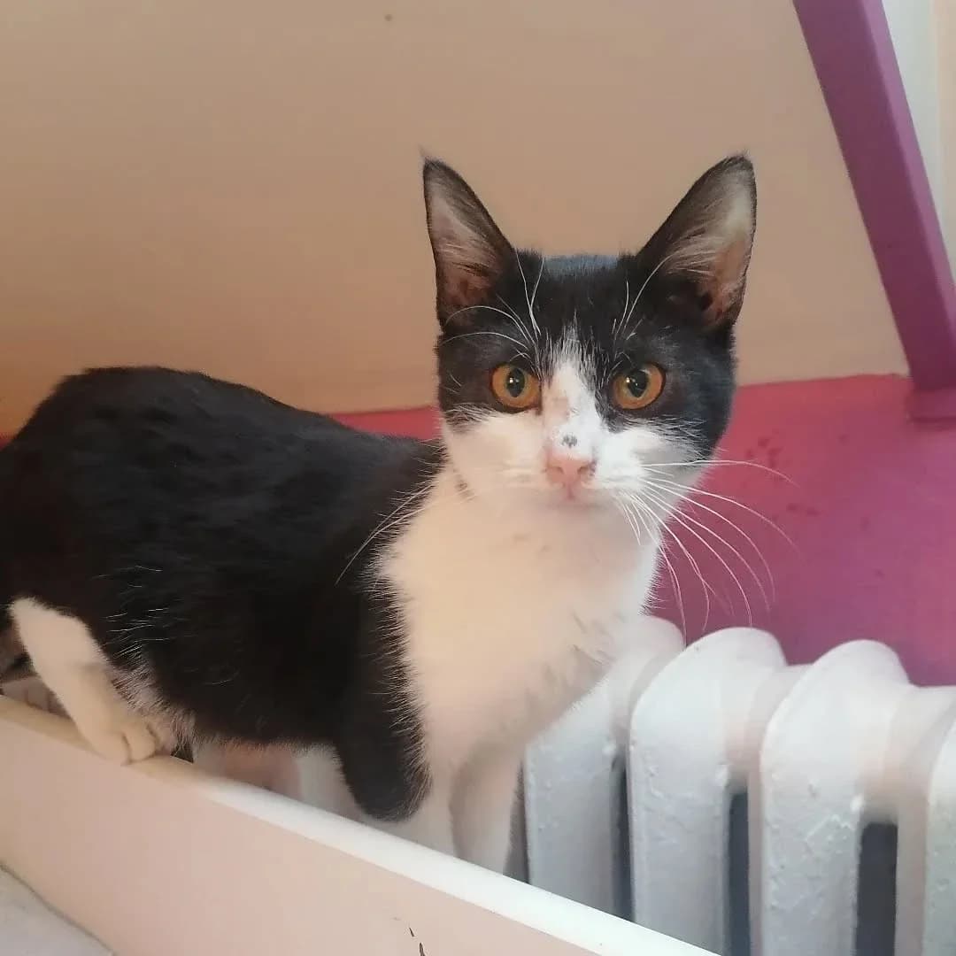 Rupí, female 4yo Mixed Breed for adoption at Felisicat