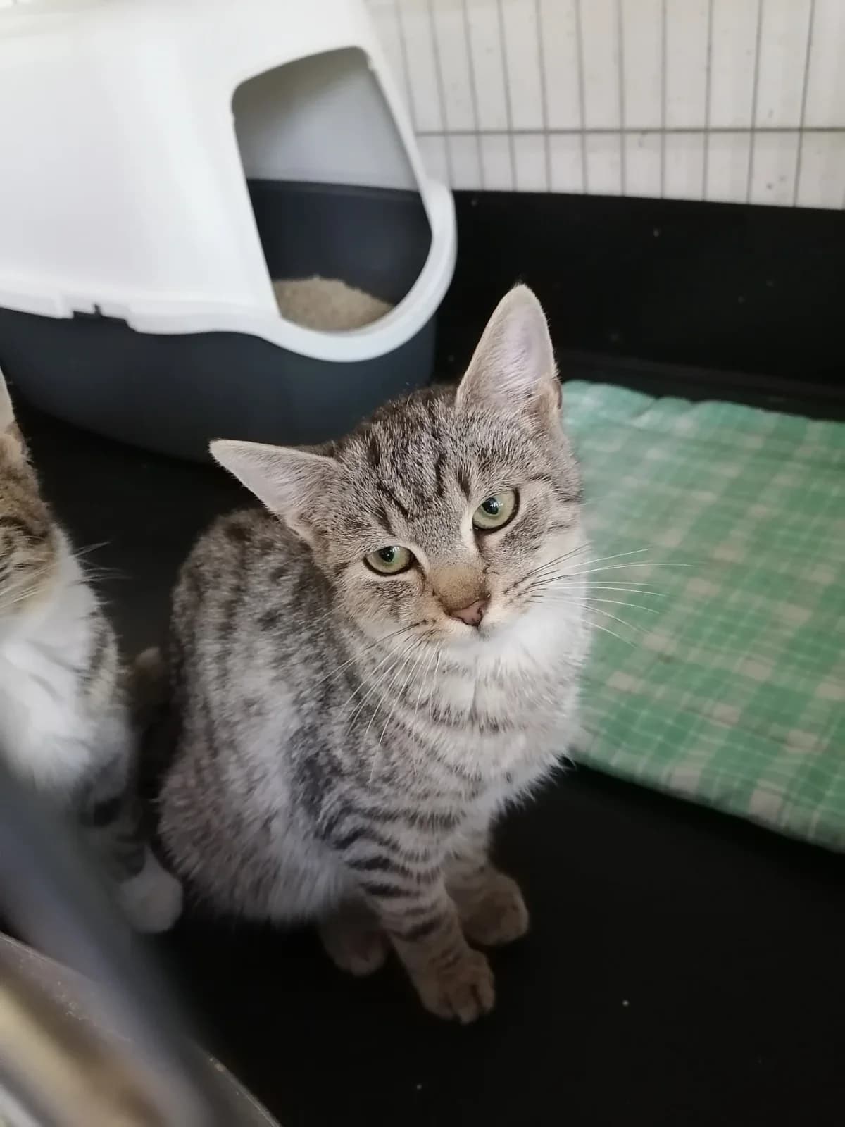 Samur, male young Mixed Breed for adoption at Felisicat