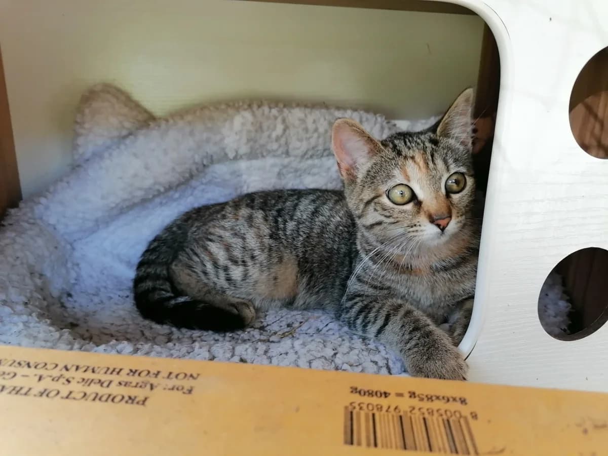 Surikata, female Mixed Breed for adoption at Felisicat