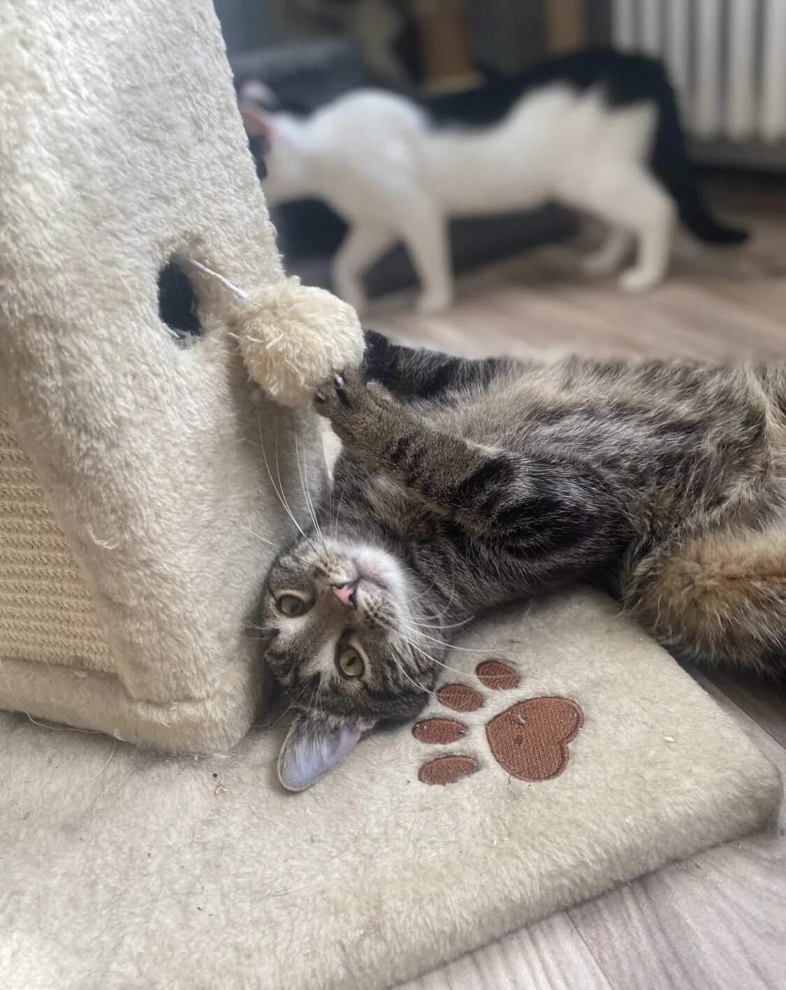 Venca, male Mixed Breed for adoption at Felisicat