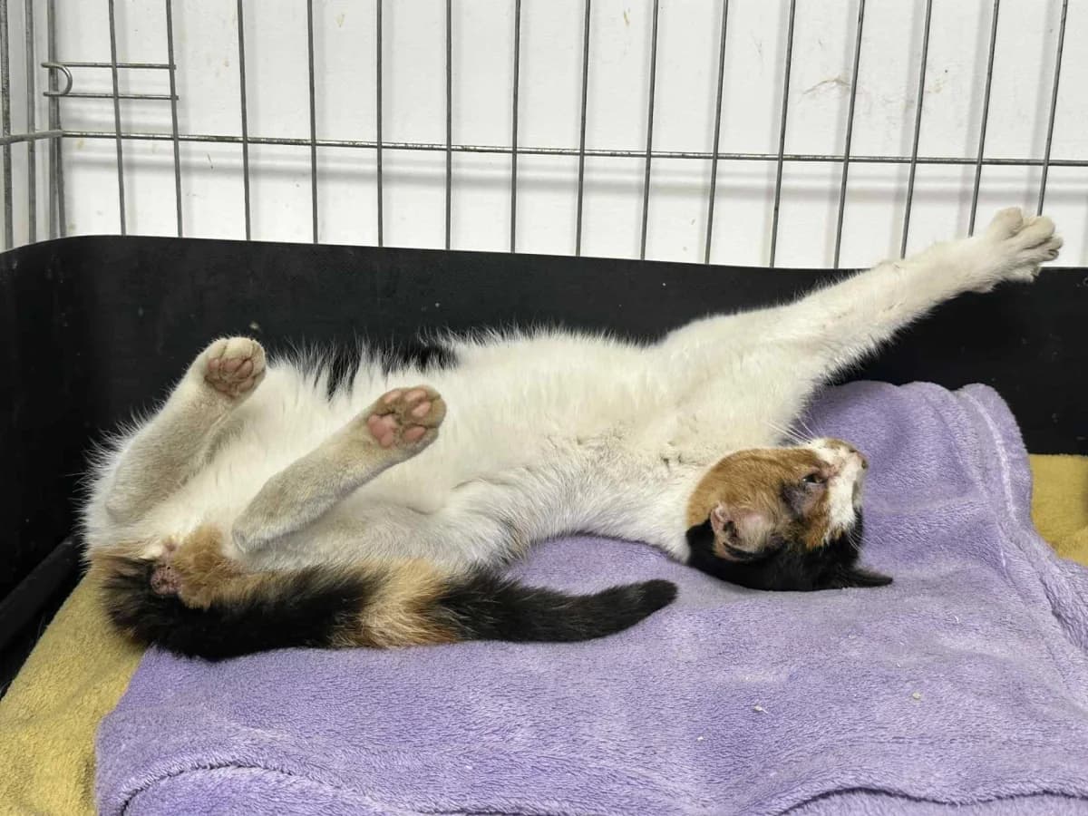 Vuancha, young Mixed Breed for adoption at Felisicat
