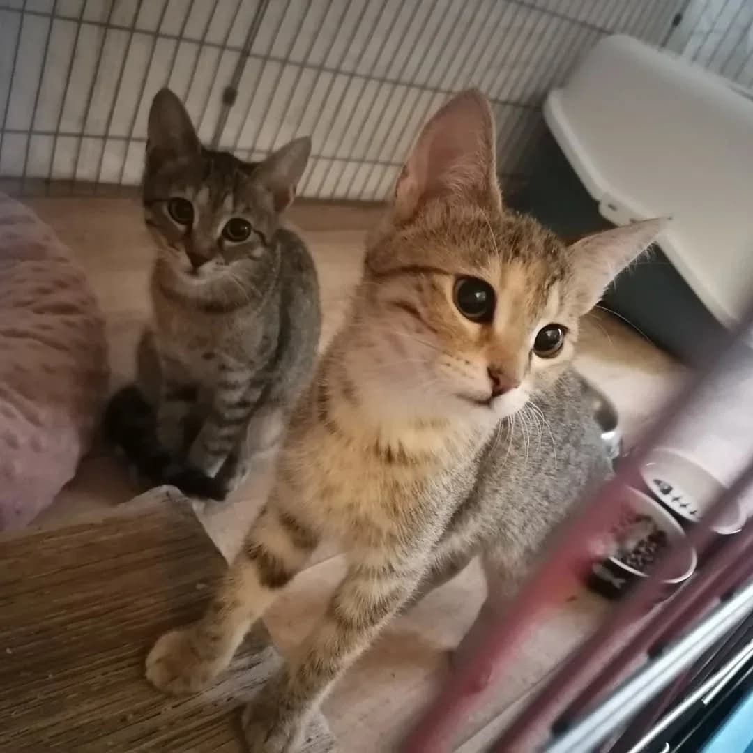 Wanty, female 3yo Mixed Breed for adoption at Felisicat