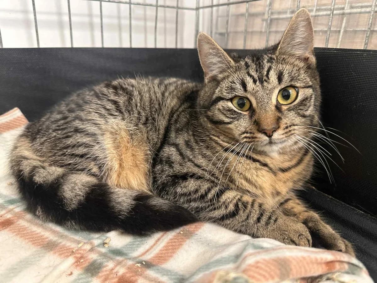 Yusenka, Mixed Breed for adoption at Felisicat