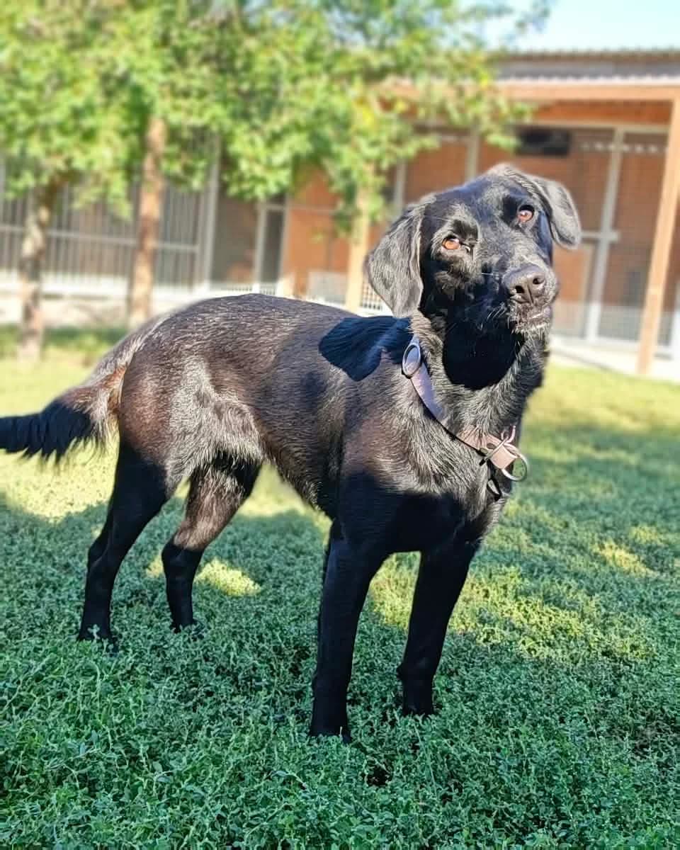 Bela, young mixed breed for adoption at ForDogs z.s.