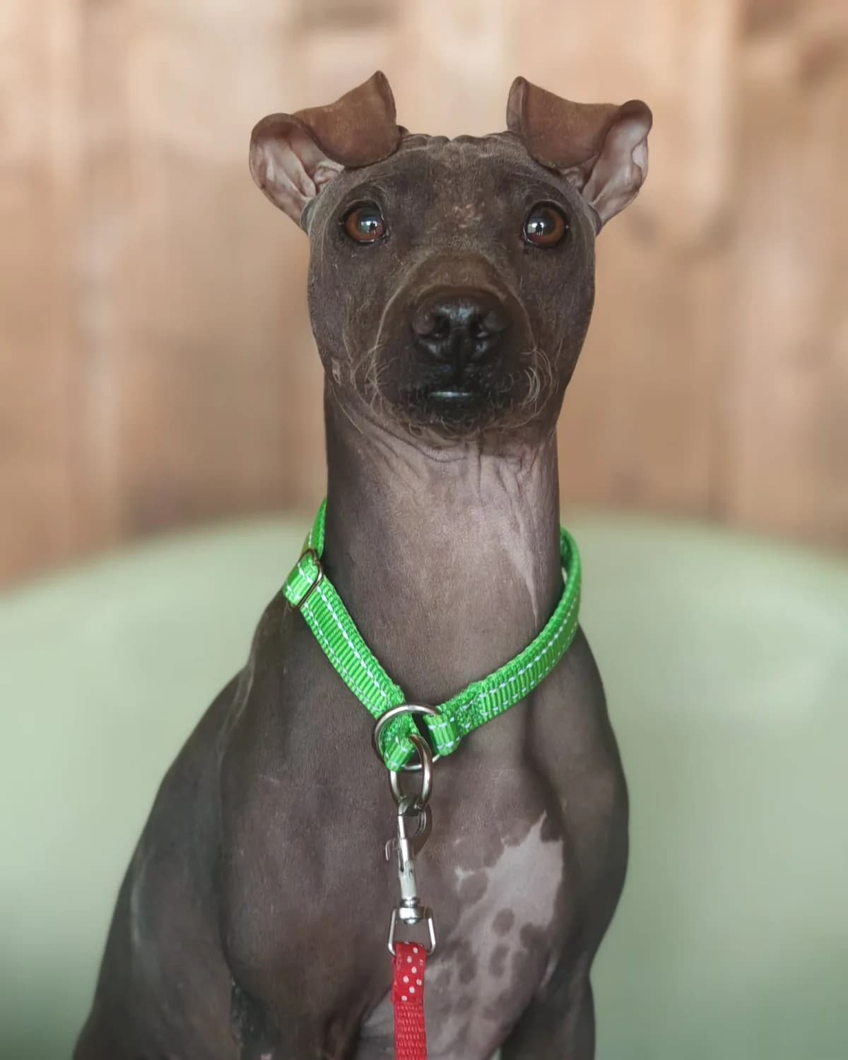 Čiko, male young mixed breed for adoption at ForDogs z.s.