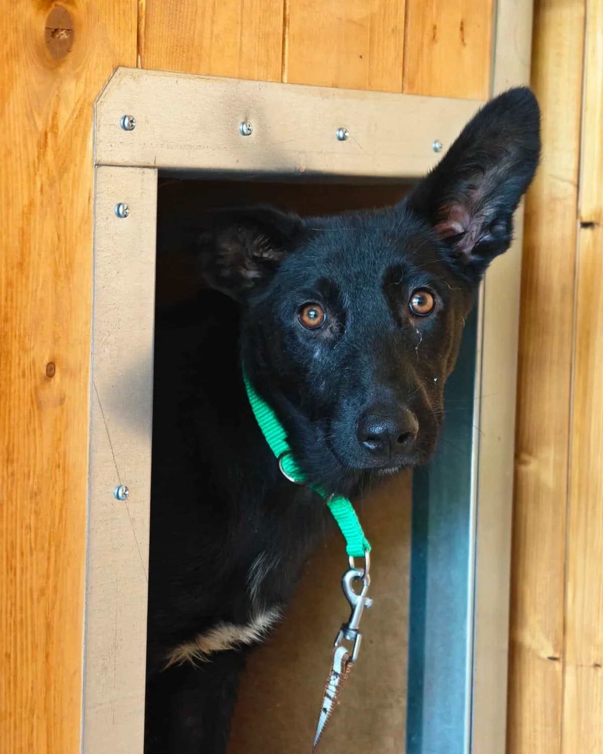 Baltazar, Mixed Breed for adoption at ForDogs z.s.