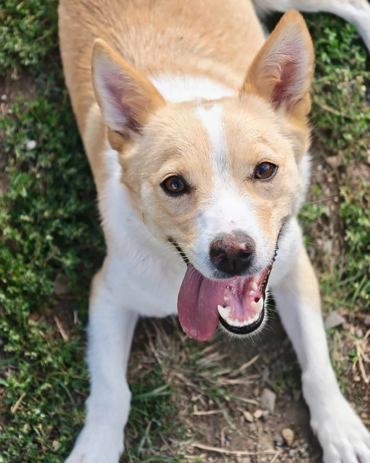 Bibi, male Mixed Breed for adoption at ForDogs z.s.
