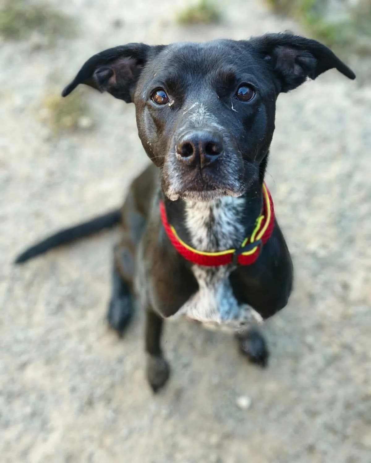 Nalezená fena, female puppy Mixed Breed for adoption at ForDogs z.s.