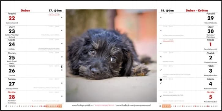 Kalendáře, Mixed Breed for adoption at ForDogs z.s.