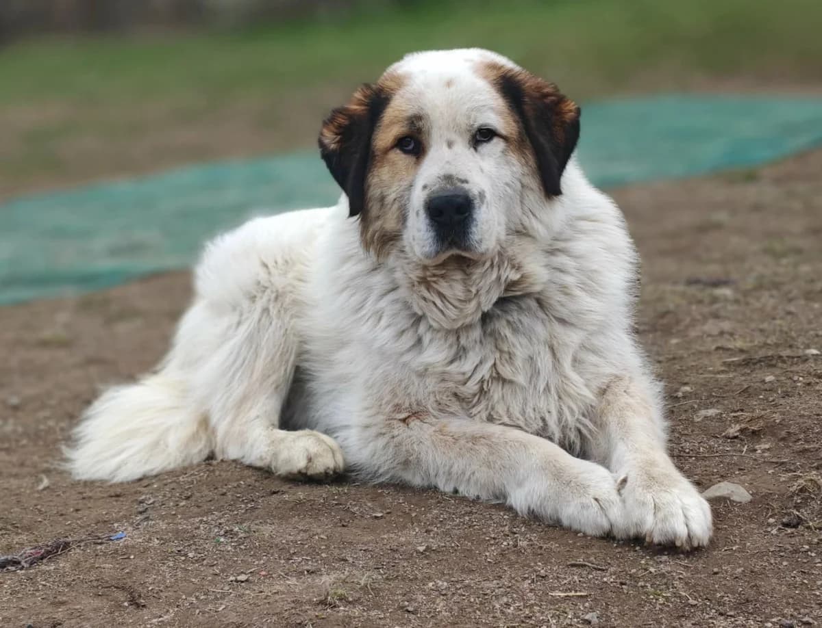 Max, male senior Mixed Breed for adoption at ForDogs z.s.