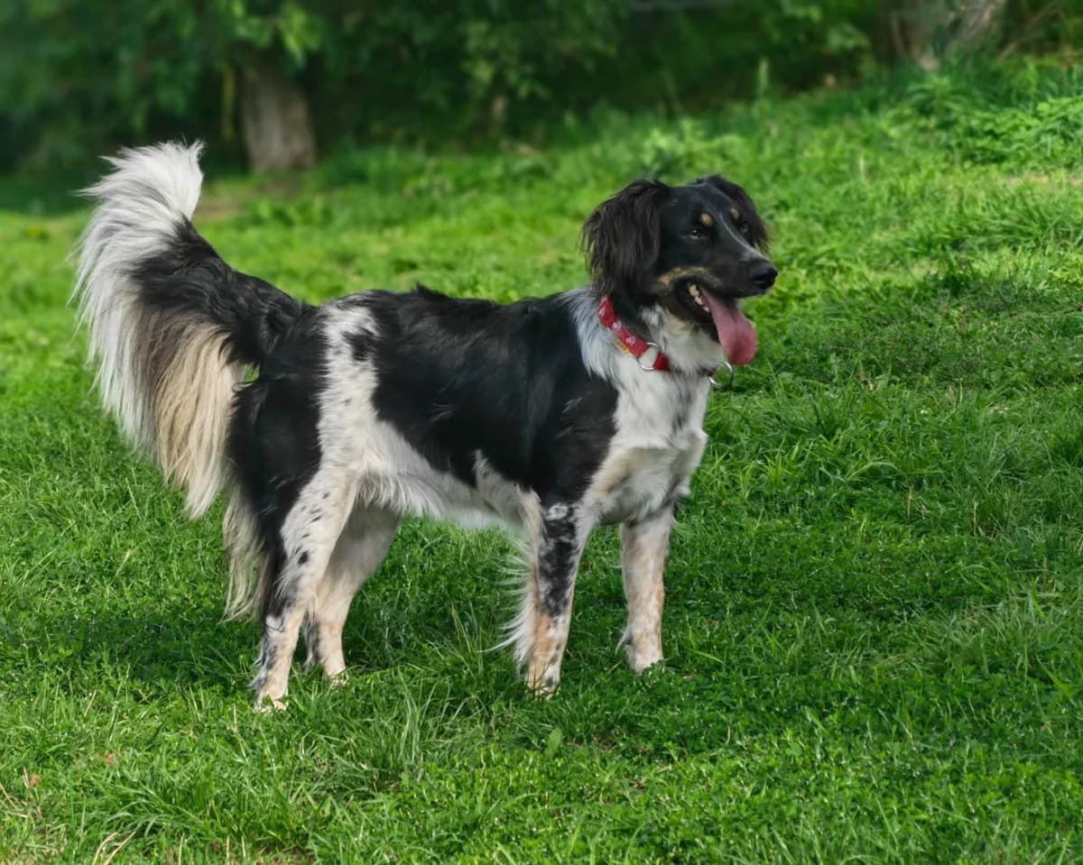 Missy, Mixed Breed for adoption at ForDogs z.s.