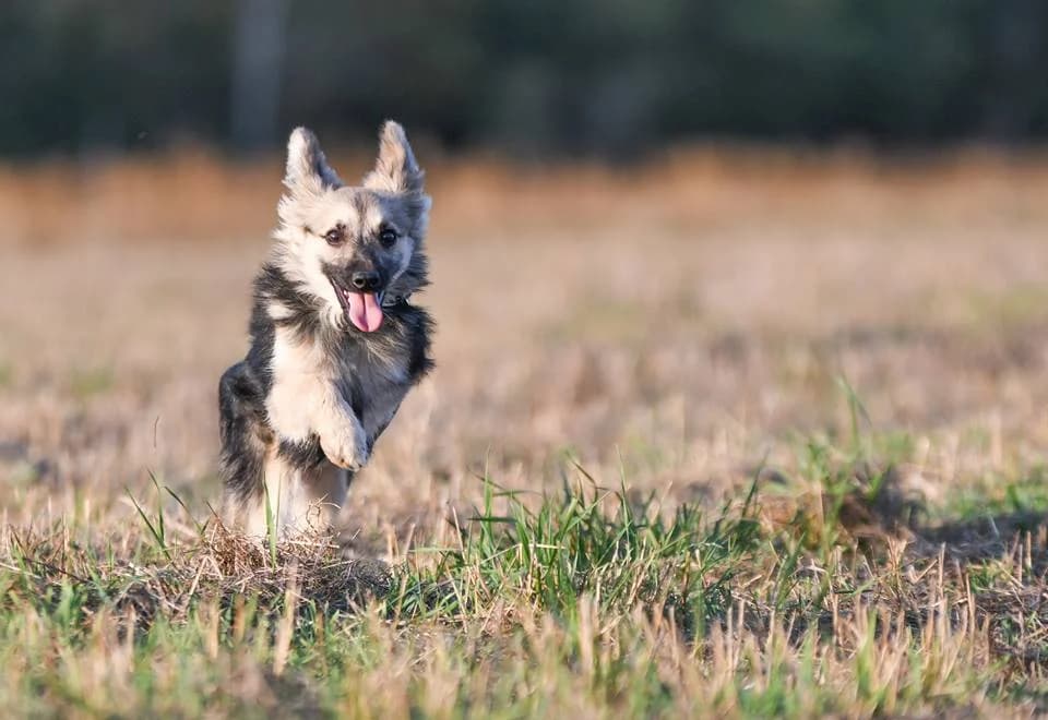 Pravidla ochrany soukromí, 3yo Mixed Breed for adoption at ForDogs z.s.