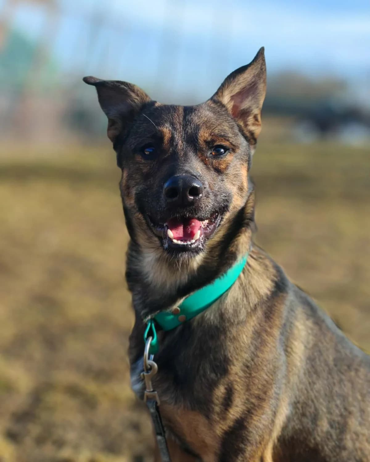 Rony, male Mixed Breed for adoption at ForDogs z.s.