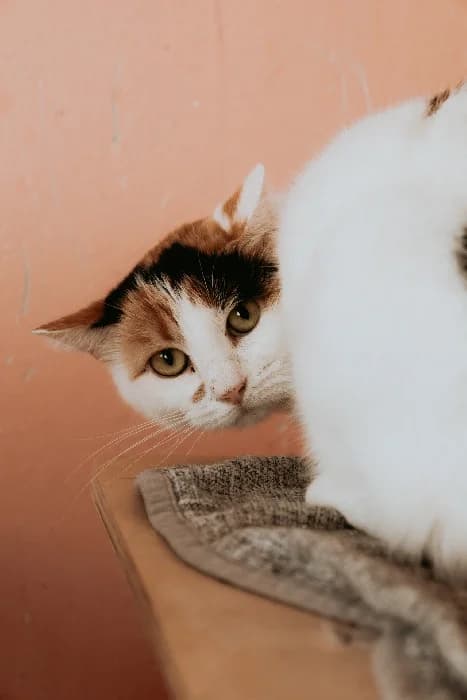 Autumn, female Mixed Breed for adoption at Fousek z.s.