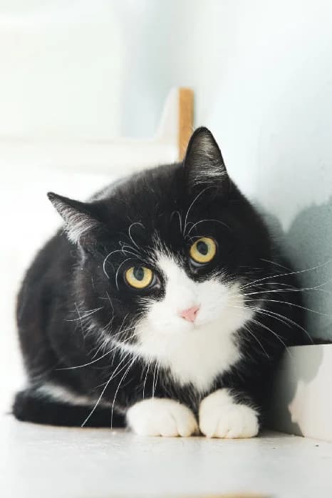 Lorenzo, male Mixed Breed for adoption at Fousek z.s.