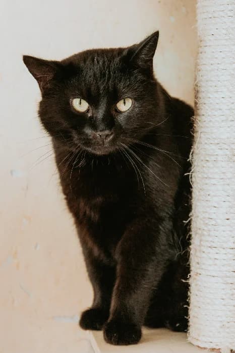 Desire, female Mixed Breed for adoption at Fousek z.s.