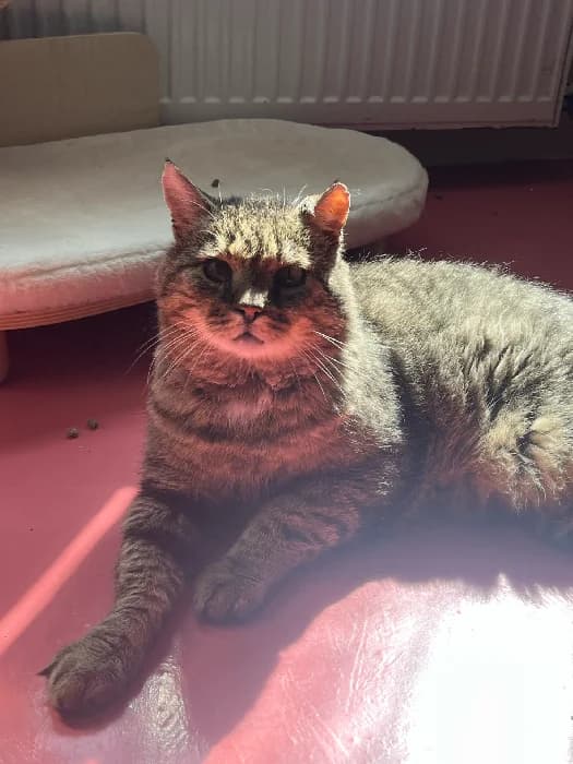 Herold, male Mixed Breed for adoption at Fousek z.s.
