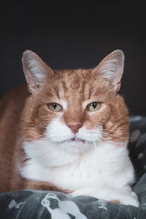 Leopold, male Mixed Breed for adoption at Fousek z.s.